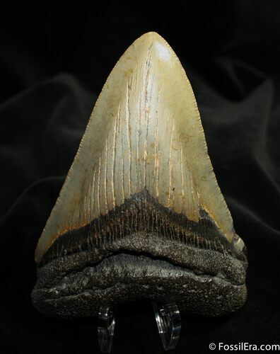 Inch Megalodon Tooth - North Carolina #1529
